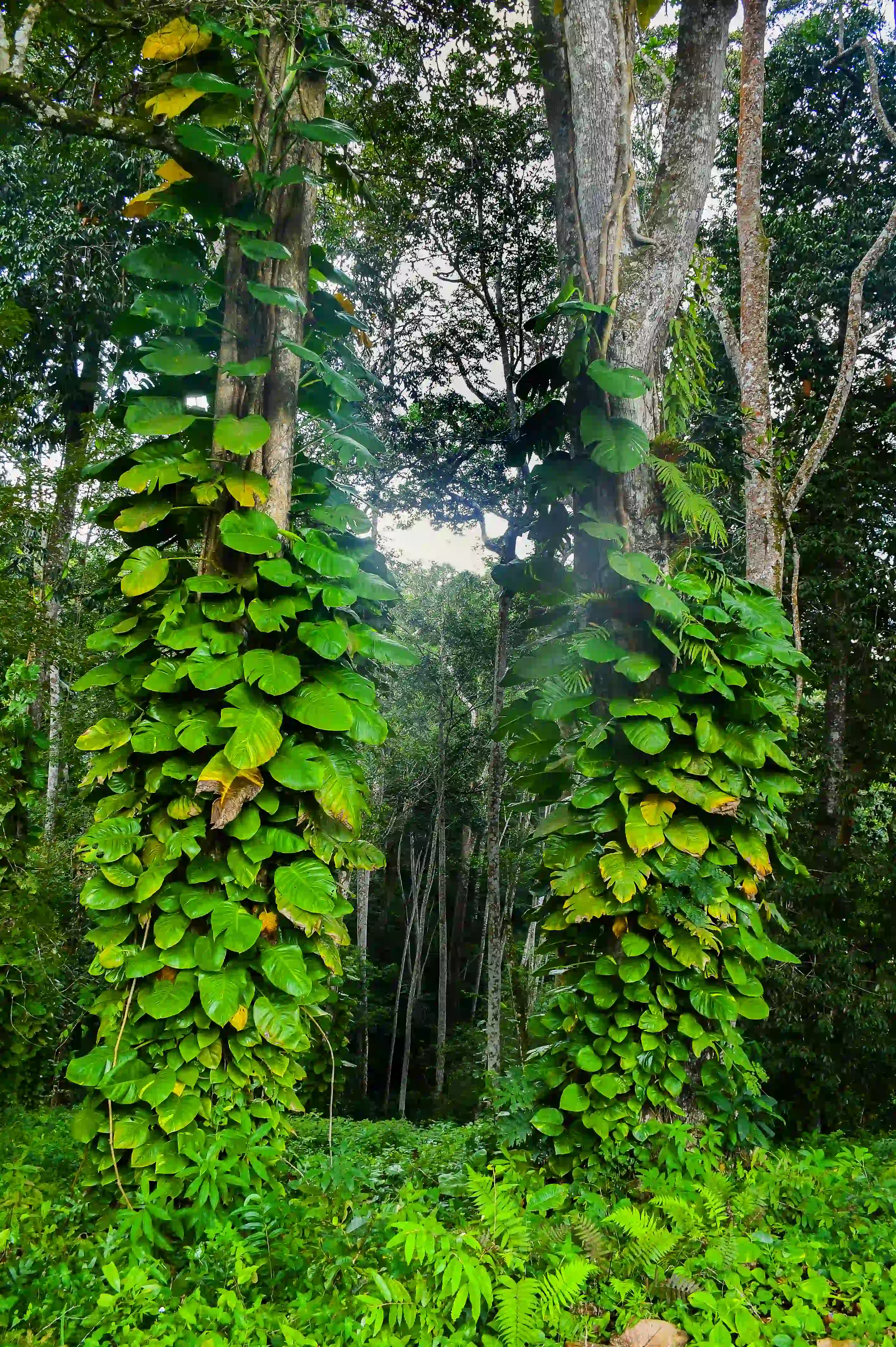 Talanta Trust Image 9