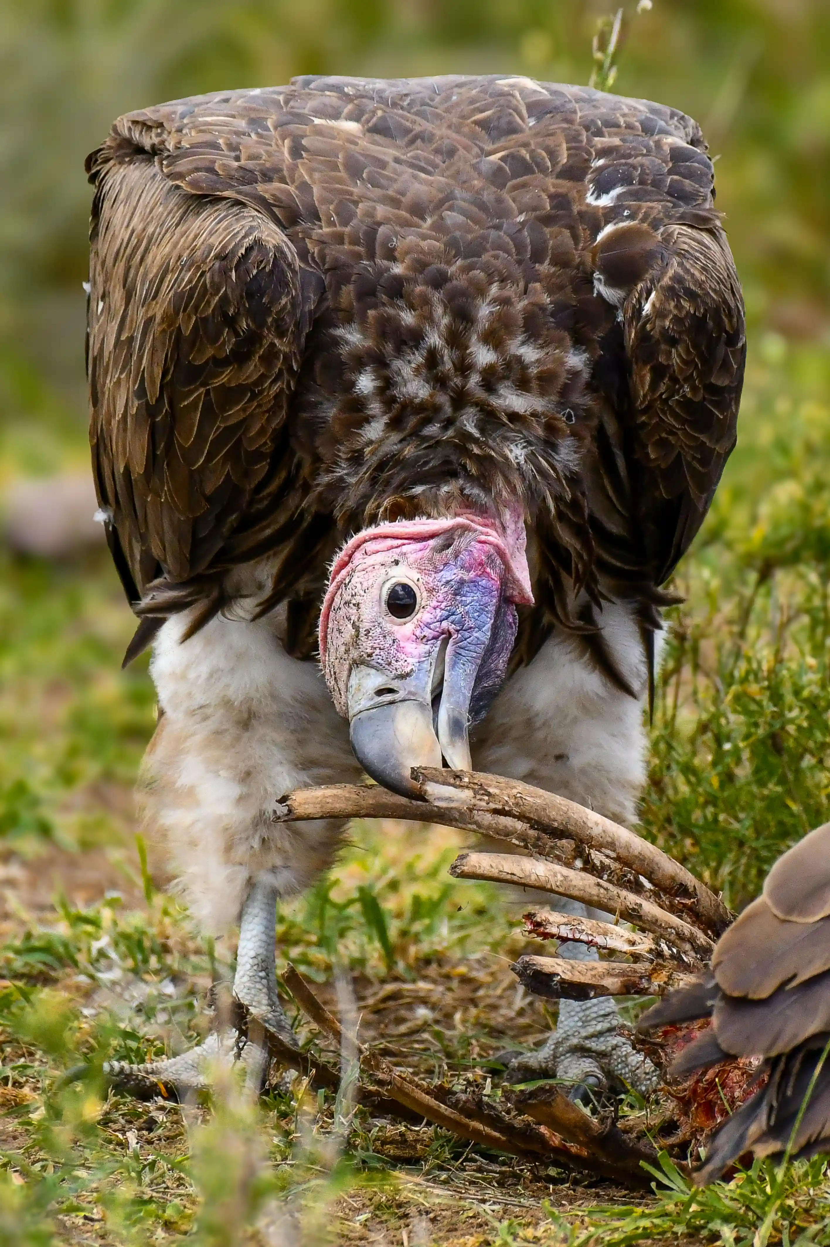 Talanta Trust Image wildlife