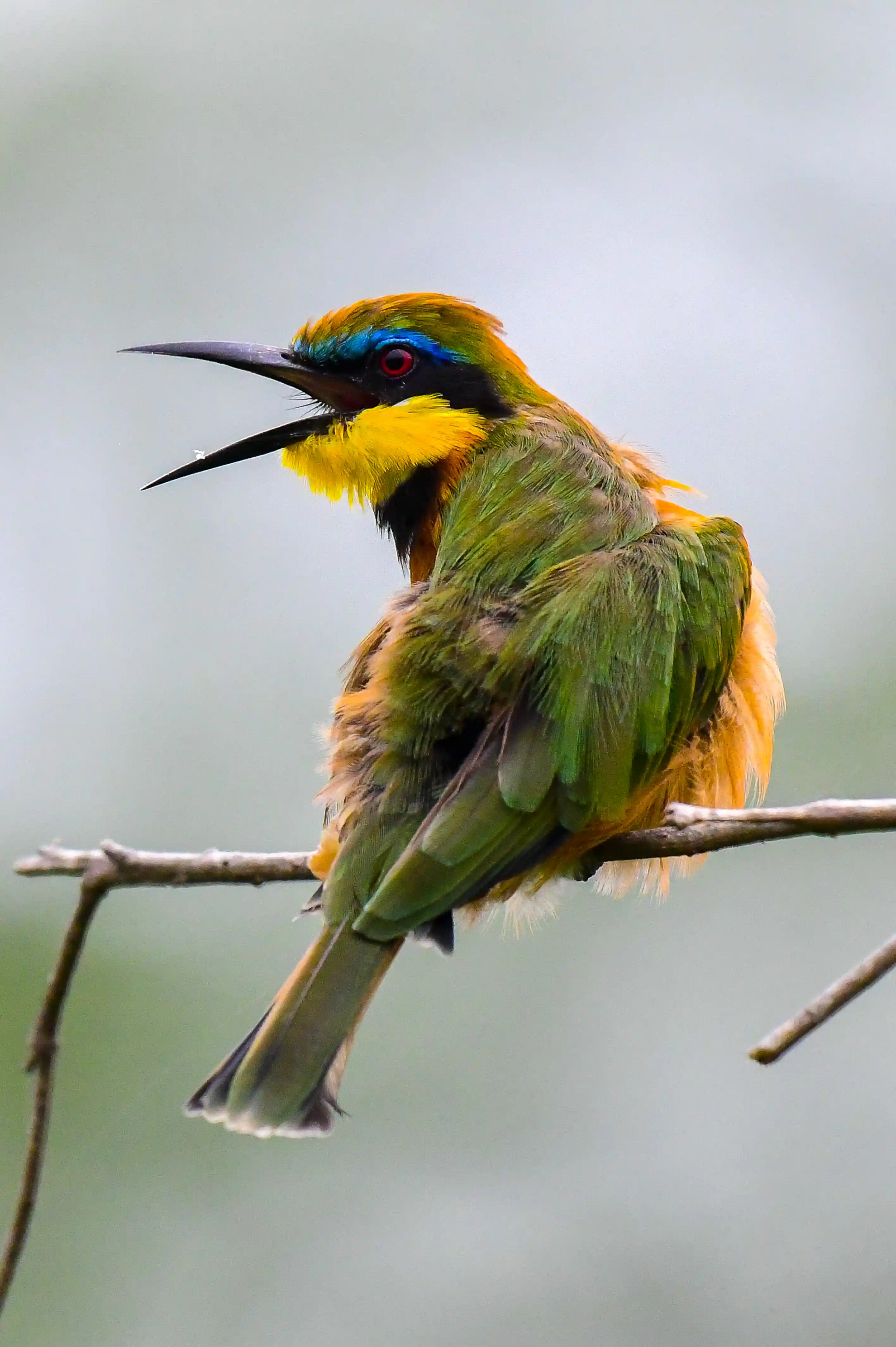 Talanta Trust Image 16