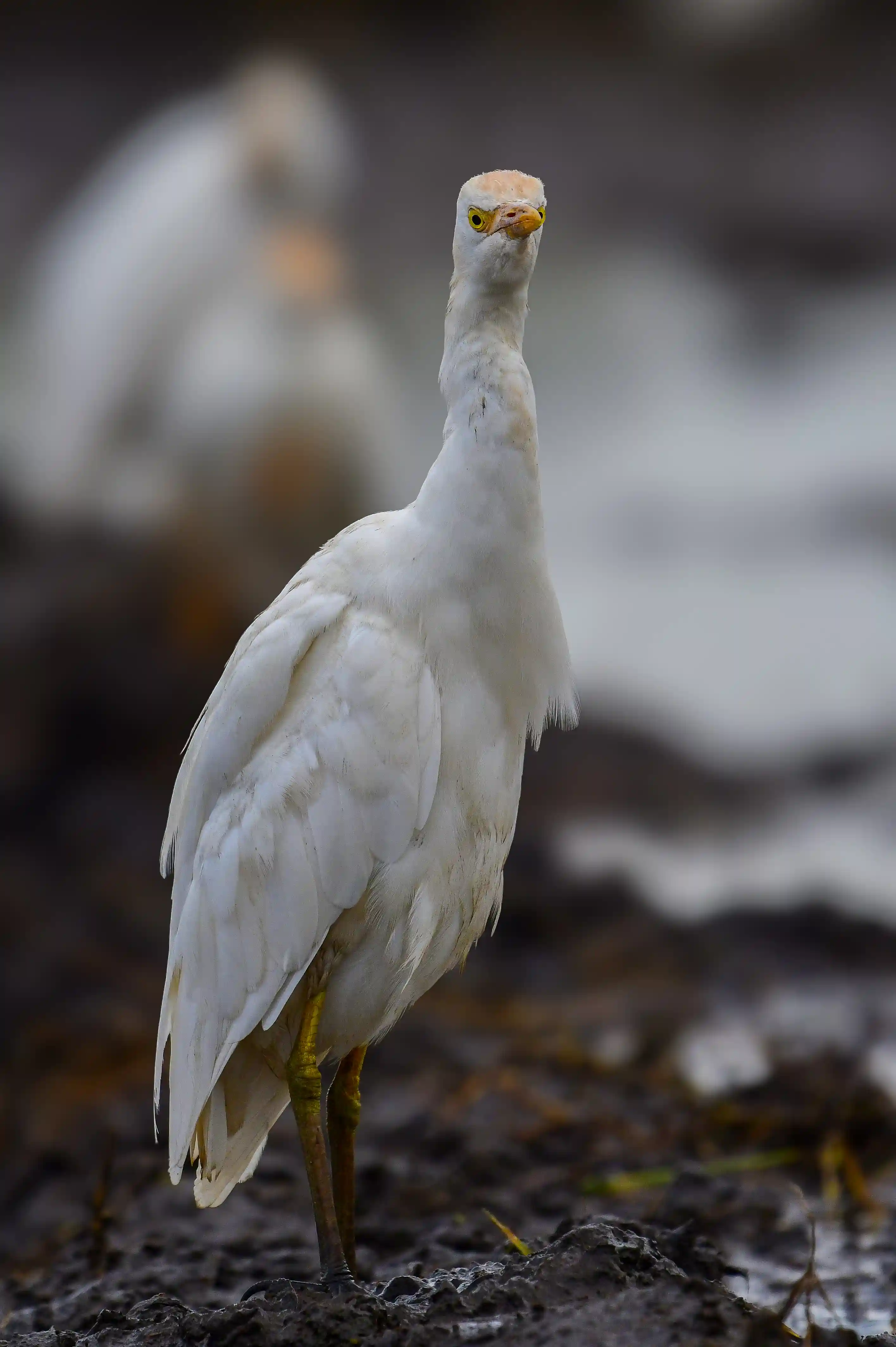 Talanta Trust Image 18