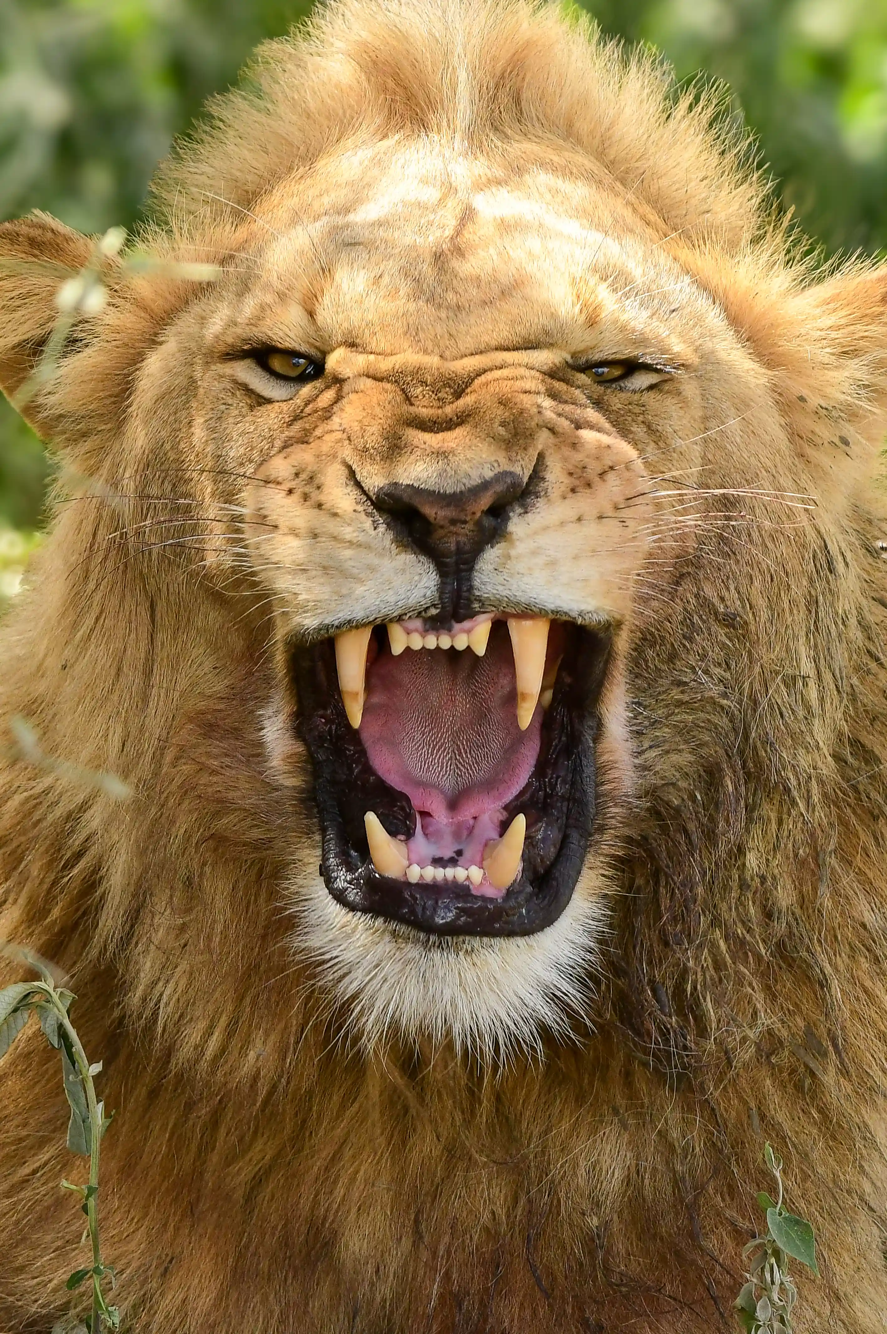 Talanta Trust Image 19