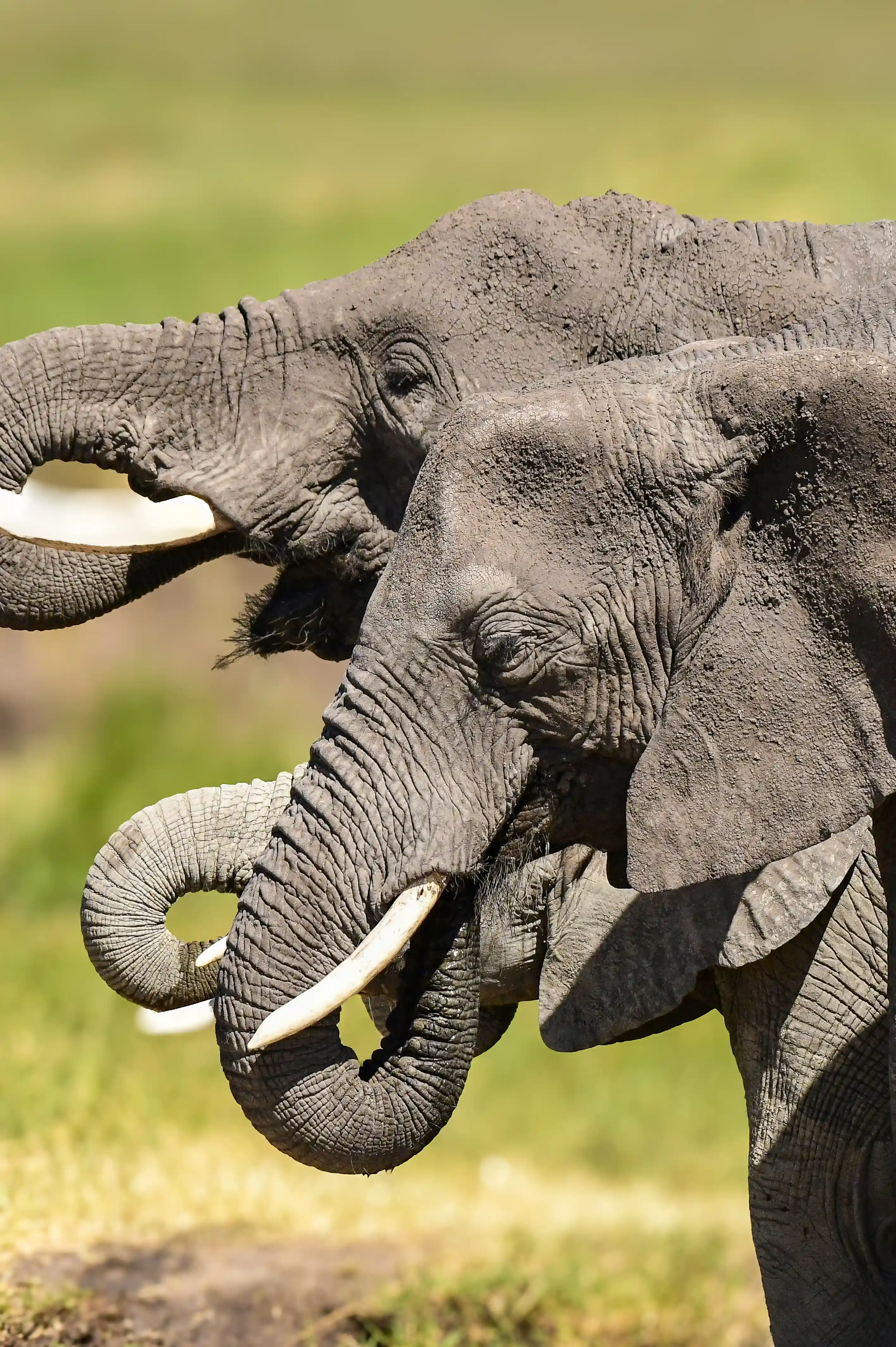 Talanta Trust Image 20