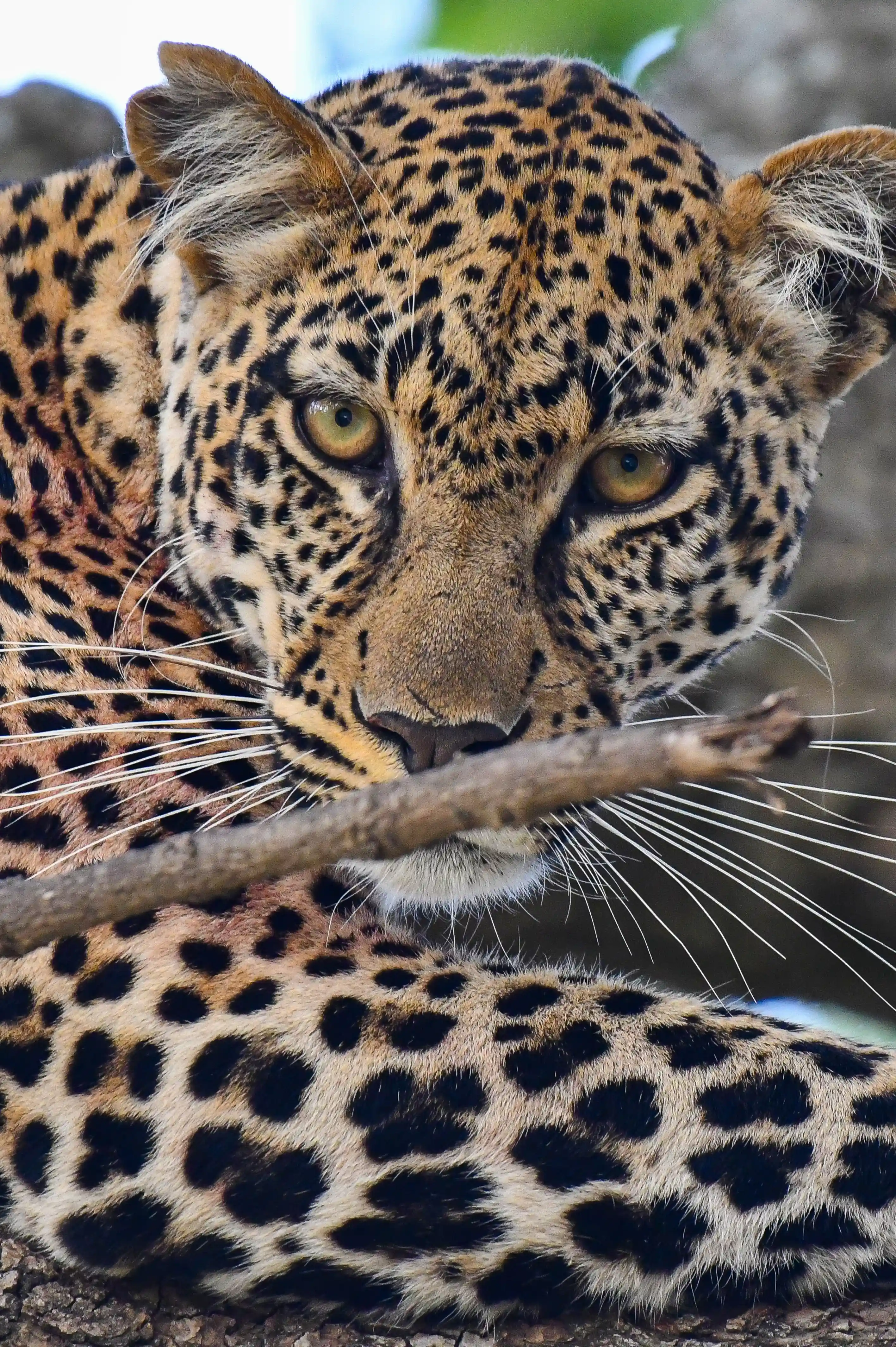 Talanta Trust Image 11